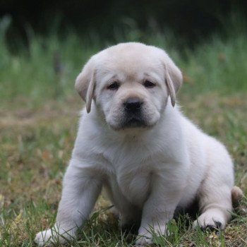 Chiot Retriever du Labrador Shiny ❤ Grizzli 2022 Elevage Au Soleil d'Ambre